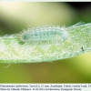 polyommatus rjabovi talysh larva2b